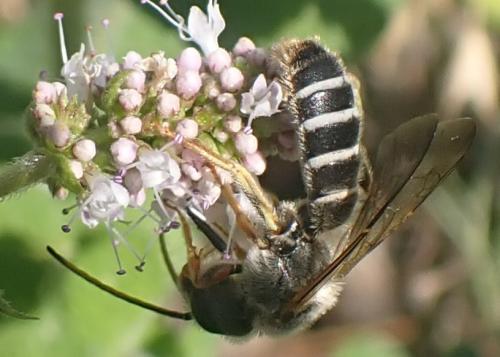 Halictus (brunnescens-quadricinctus)